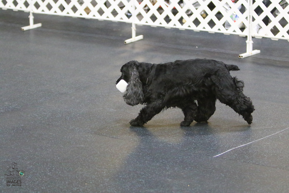 English Cocker retrieving